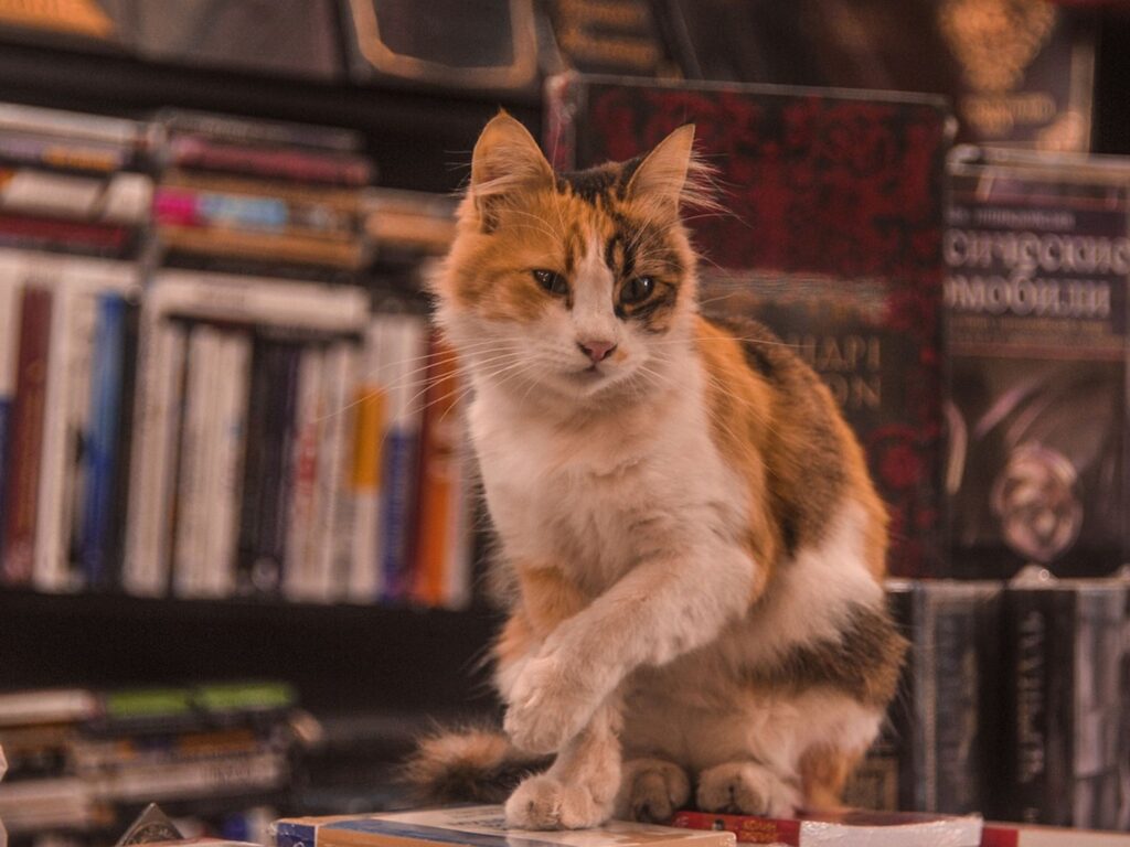 kot na tle książek