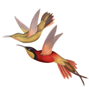 rysunek kolorowych fruwających kolibrów