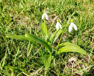 zdjęcie białych kwiatków na tle zielonej trawy